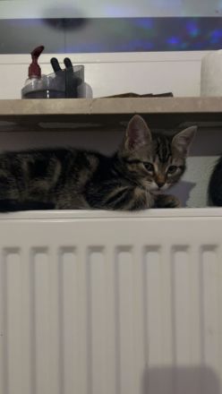 Babykatzen zu verkaufen