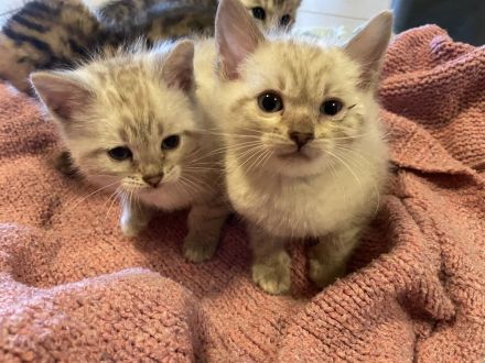 Zauberhafte Bengal Kitten Snow Mink, Silver Rosette, Brown Spotted Tabby, Abgabe ab Januar