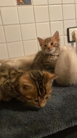 Zauberhafte Bengal Kitten Snow Mink, Silver Rosette, Brown Spotted Tabby, Abgabe ab Januar