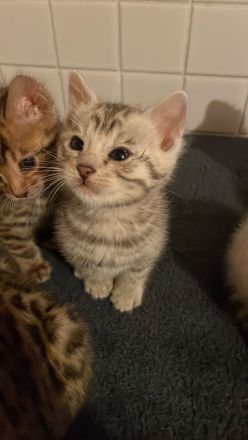Zauberhafte Bengal Kitten Snow Mink, Silver Rosette, Brown Spotted Tabby, Abgabe ab Januar