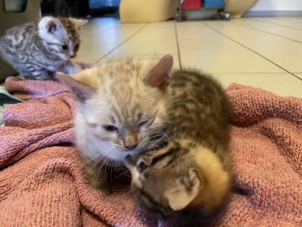 Zauberhafte Bengal Kitten Snow Mink, Silver Rosette, Brown Spotted Tabby, Abgabe ab Januar