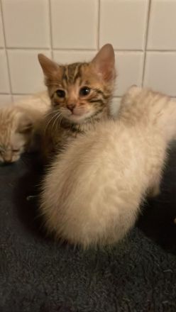 Zauberhafte Bengal Kitten Snow Mink, Silver Rosette, Brown Spotted Tabby, Abgabe ab Januar