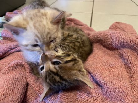 Zauberhafte Bengal Kitten Snow Mink, Silver Rosette, Brown Spotted Tabby, Abgabe ab Januar