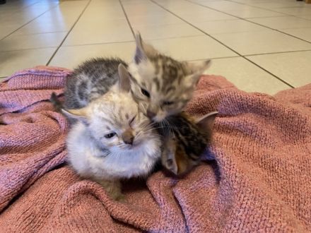 Zauberhafte Bengal Kitten Snow Mink, Silver Rosette, Brown Spotted Tabby, Abgabe ab Januar