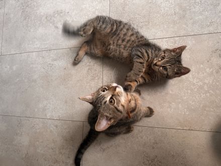 EKH - BKH Kitten ( ab sofort abgabebereit )