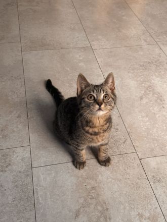 EKH - BKH Kitten ( ab sofort abgabebereit )