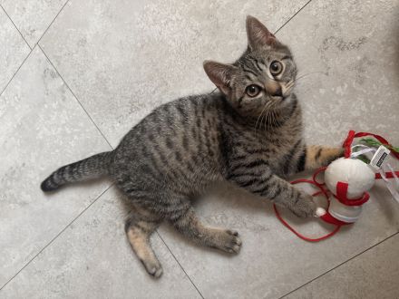 EKH - BKH Kitten ( ab sofort abgabebereit )