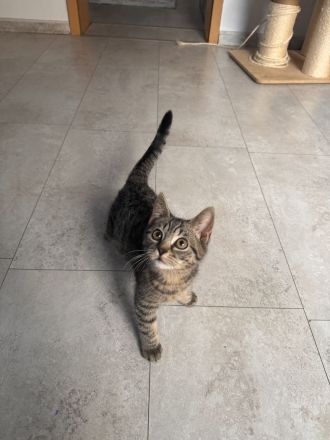 EKH - BKH Kitten ( ab sofort abgabebereit )