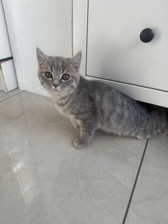 Bkh kitten Katze tabby grau britisch kurzhaar kuschelkatze Kater