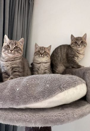 Bkh kitten Katze tabby grau britisch kurzhaar kuschelkatze Kater