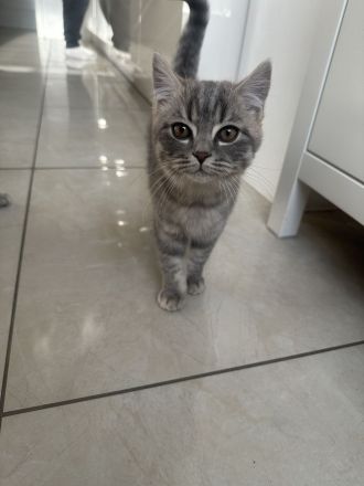 Bkh kitten Katze tabby grau britisch kurzhaar kuschelkatze Kater