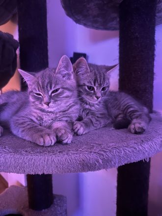 Bkh kitten Katze tabby grau britisch kurzhaar kuschelkatze Kater