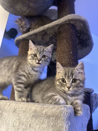 Bkh kitten Katze tabby grau britisch kurzhaar kuschelkatze Kater