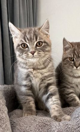 Bkh kitten Katze tabby grau britisch kurzhaar kuschelkatze Kater