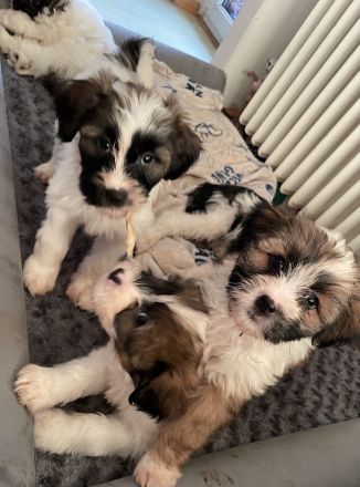 Tibet Terrier Welpen suchen Herzmenschen