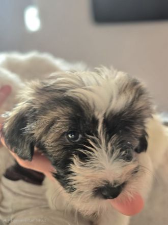 Tibet Terrier Welpen suchen Herzmenschen