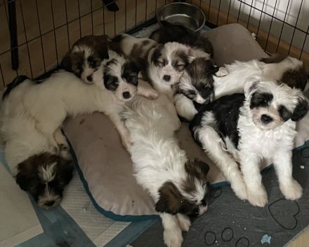 Tibet Terrier Welpen suchen Herzmenschen