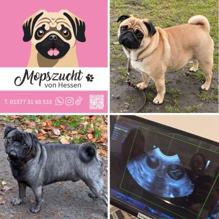 Mops Welpen mit Gesundheitszeugnis & Ahnentafel abgabebereit!
