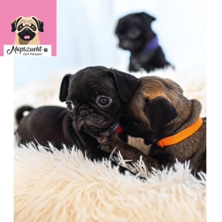 Mops Welpen mit Gesundheitszeugnis & Ahnentafel abgabebereit!