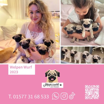 Mops Welpen mit Gesundheitszeugnis & Ahnentafel abgabebereit!
