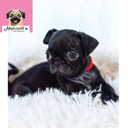 Mops Welpen mit Gesundheitszeugnis & Ahnentafel abgabebereit!