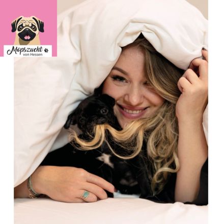 Mops Welpen mit Gesundheitszeugnis & Ahnentafel abgabebereit!