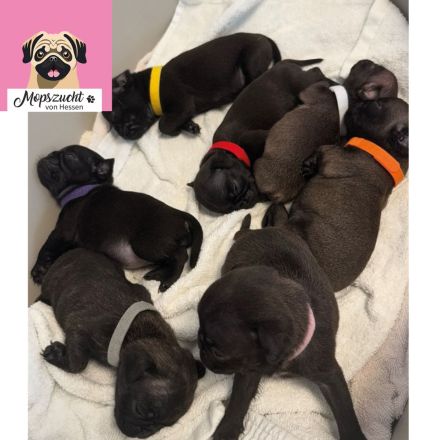 Mops Welpen mit Gesundheitszeugnis & Ahnentafel abgabebereit!