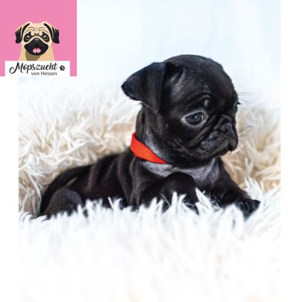 Mops Welpen mit Gesundheitszeugnis & Ahnentafel abgabebereit!