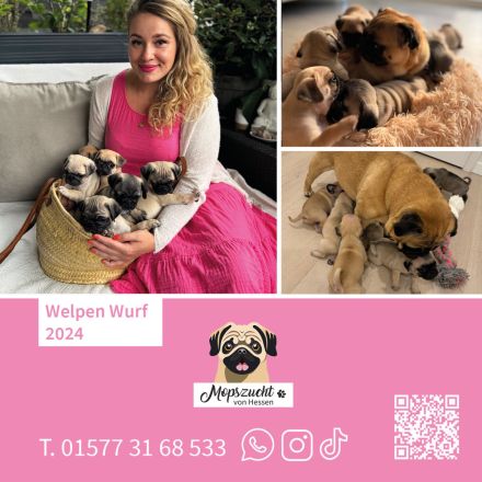 Mops Welpen mit Gesundheitszeugnis & Ahnentafel abgabebereit!