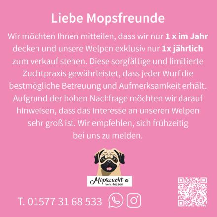 Mops Welpen mit Gesundheitszeugnis & Ahnentafel abgabebereit!