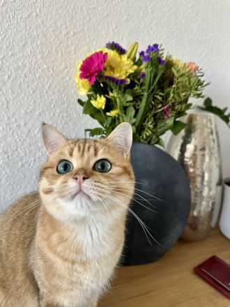 Britisch Kurz Haar Deckkater mit Stammbaum