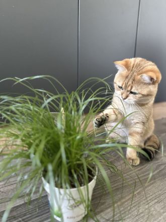 Britisch Kurz Haar Deckkater mit Stammbaum