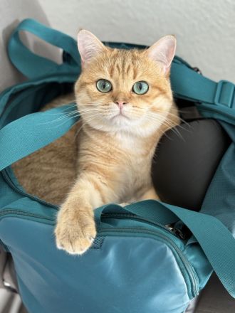 Britisch Kurz Haar Deckkater mit Stammbaum