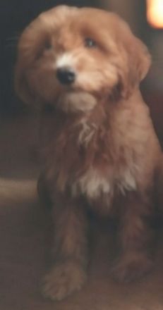 Mini Goldendoodle Rüde