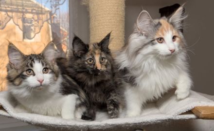 Norwegische Waldkatze