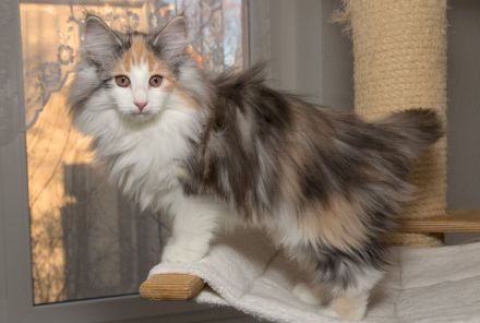 Norwegische Waldkatze