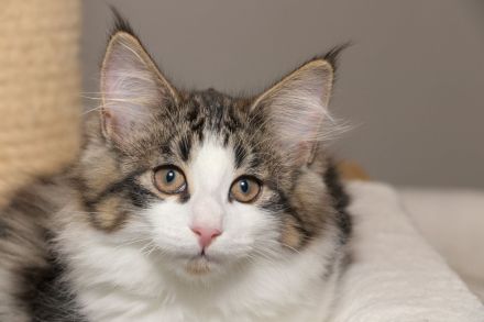 Norwegische Waldkatze