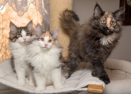 Norwegische Waldkatze