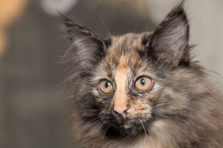 Norwegische Waldkatze