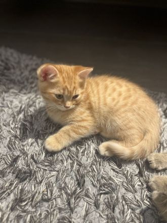 Britische kurzhaar kitten