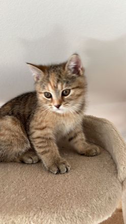 Britische kurzhaar kitten