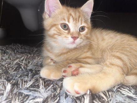 Britische kurzhaar kitten