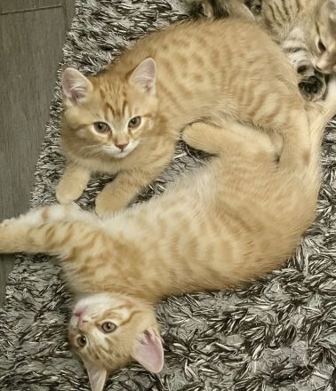 Britische kurzhaar kitten