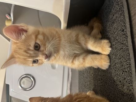 Britische kurzhaar kitten