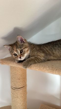 Britische kurzhaar kitten