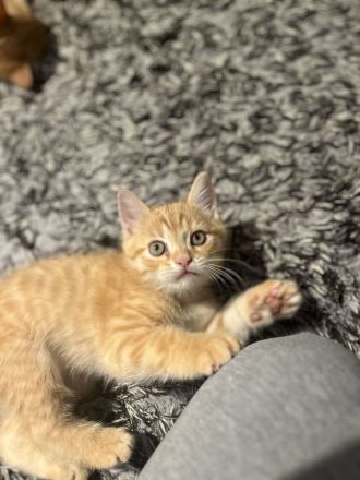 Britische kurzhaar kitten