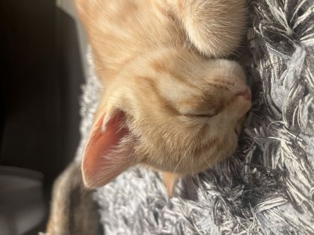 Britische kurzhaar kitten