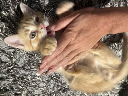 Britische kurzhaar kitten