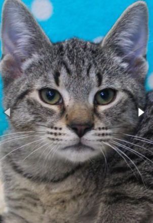 Abel, verschmustes Katzenkind