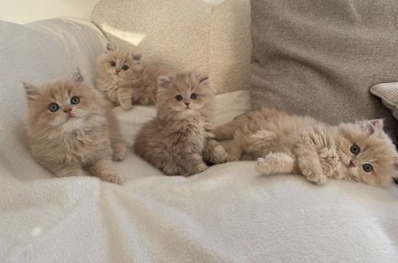 BLH Britisch Langhaar Kitten Kater Katze creme beige